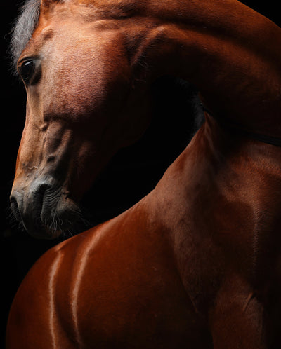Retrato de un caballo #10