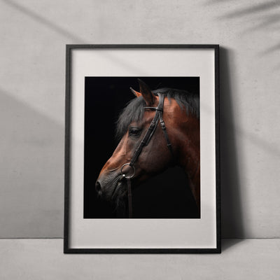 Retrato de un caballo #01