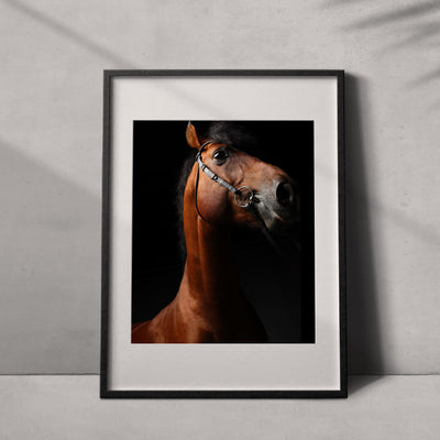 Portrait of a horse #02