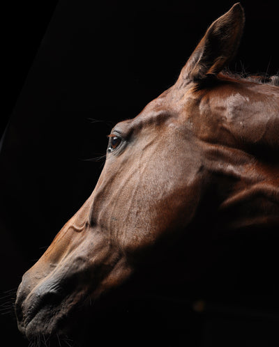 Retrato de un caballo #11
