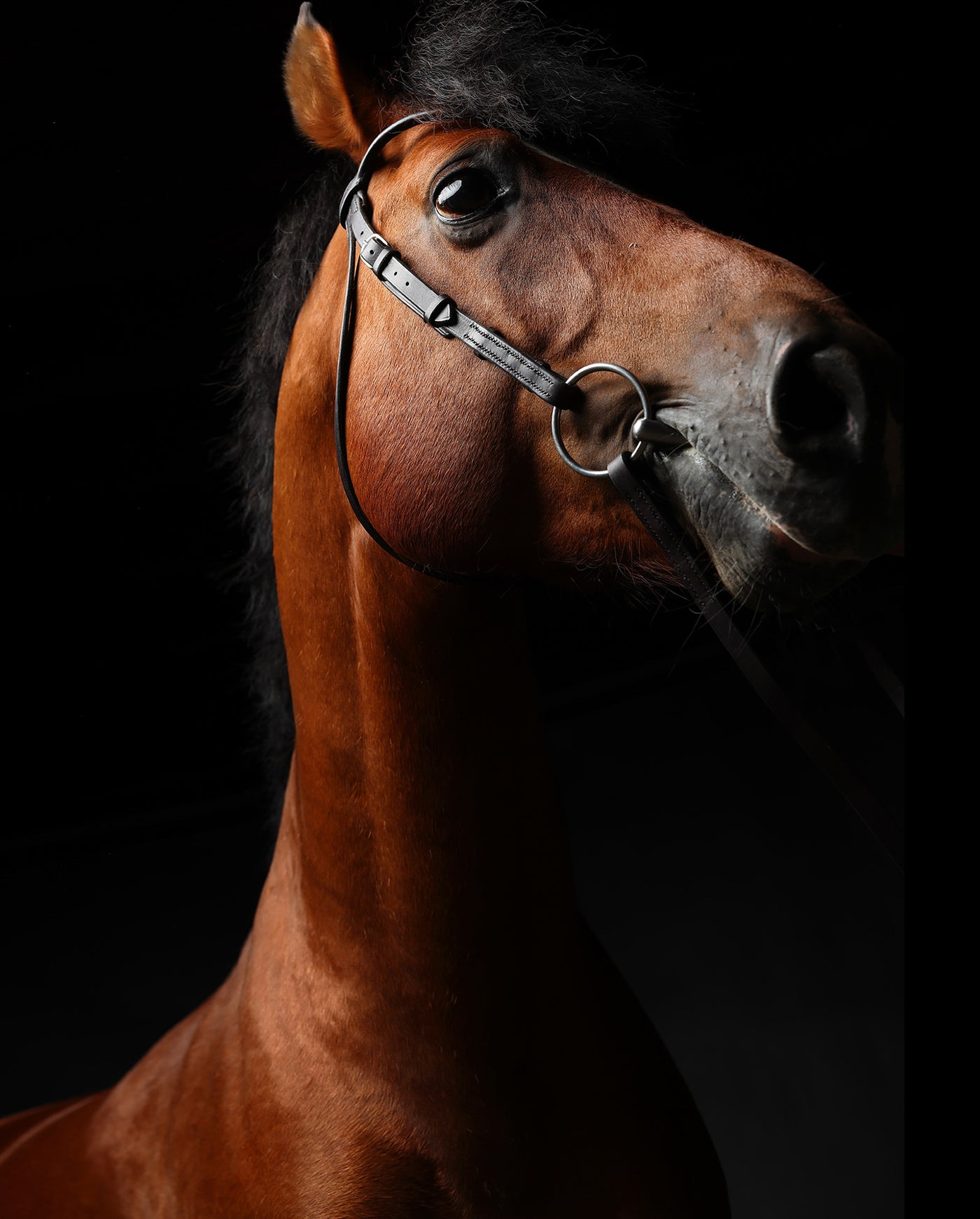 Retrato de un caballo #02