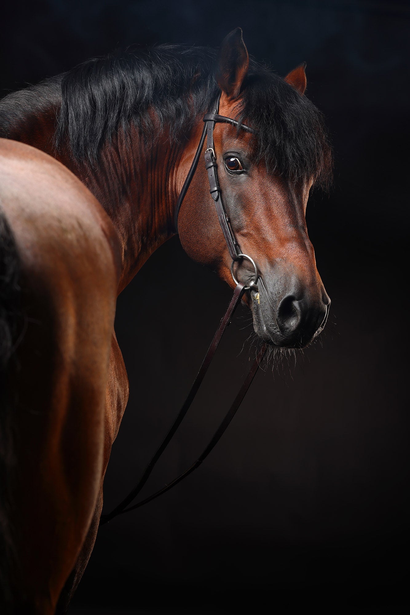Portrait of a horse #06