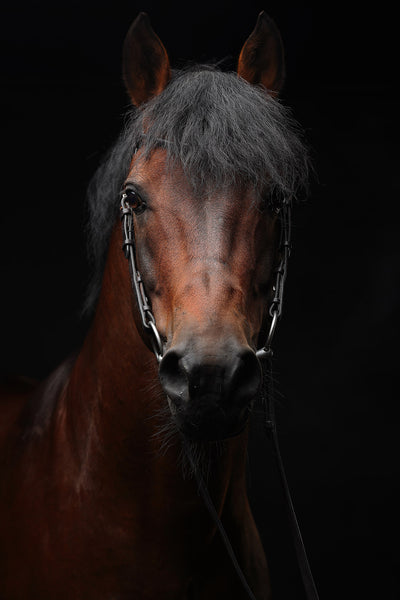 Retrato de un caballo #07