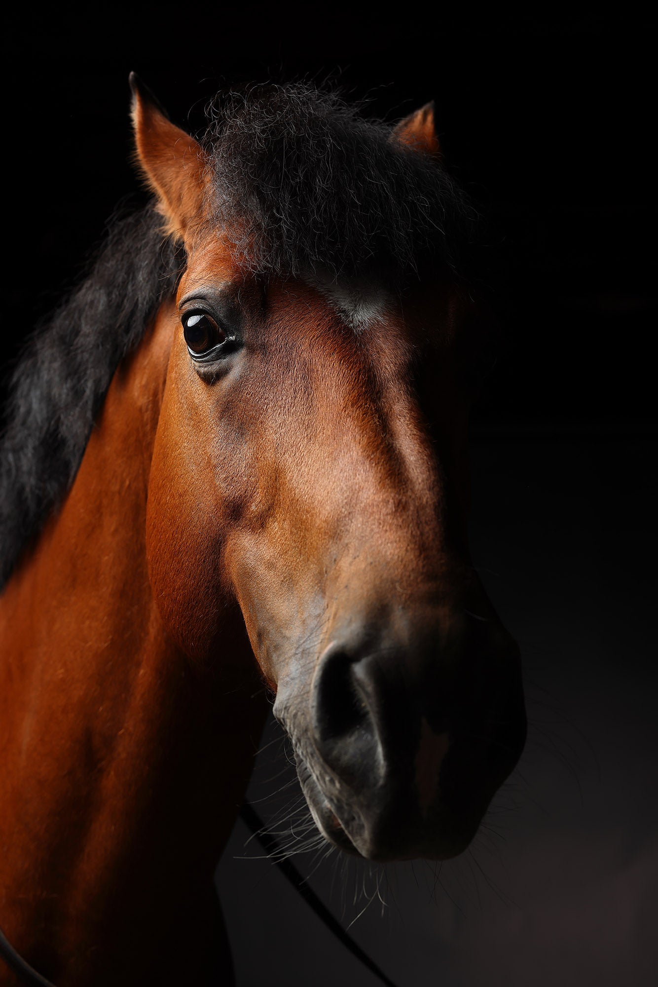 Retrato de un caballo #05