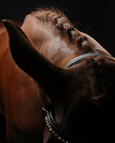 Retrato de un caballo #03